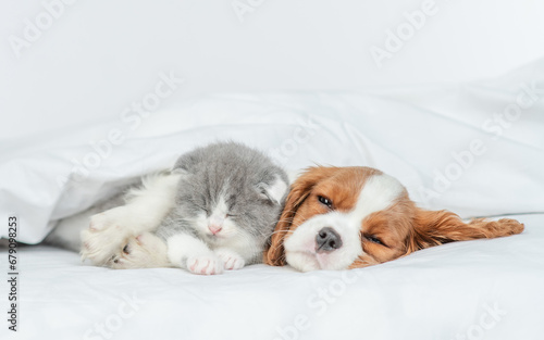Sleepy Cavalier King Charles Spaniel hugs tiny kitten on the bed at home