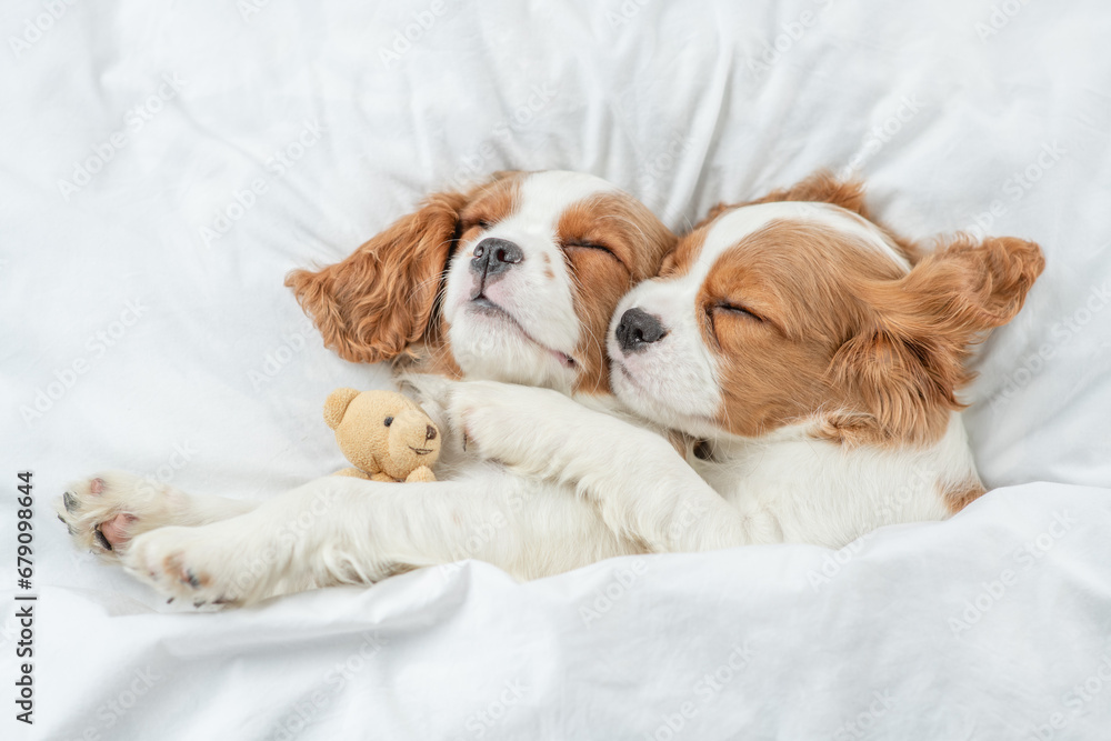 Two Cavalier King Charles Spaniel puppies sleep together on a bed at home. Top down view Two Cavalier King Charles Spaniel puppies sleep together on a bed at home. Top down view