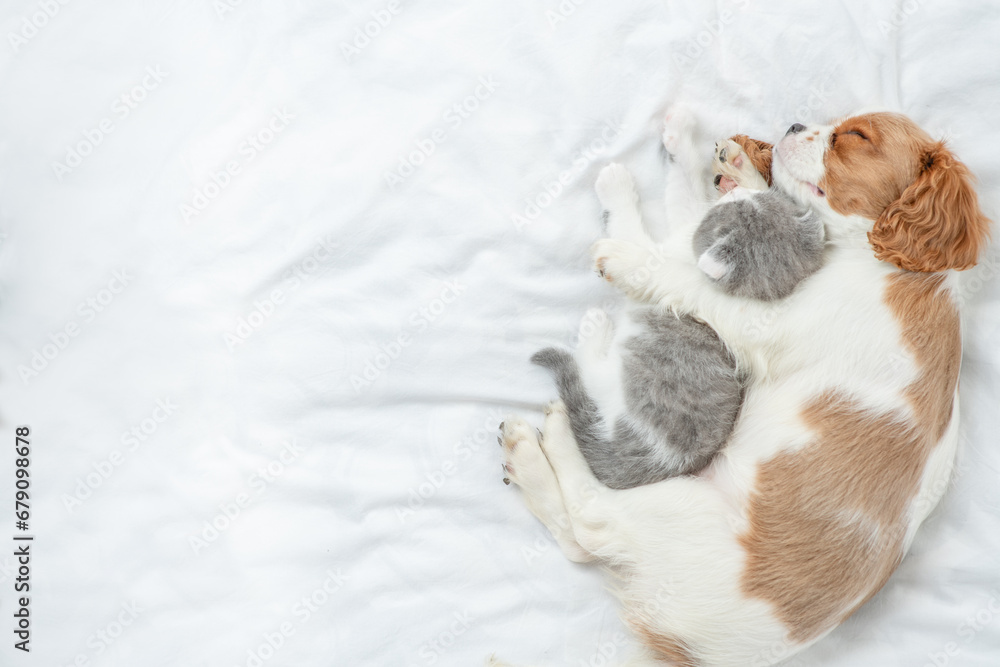 Cavalier King Charles Spaniel sleeps with tiny kitten on the bed at home. Top down view. Empty space for text Cavalier King Charles Spaniel sleeps with tiny kitten on the bed at home. Top down view. Empty space for text