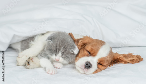 Friendly Cavalier King Charles Spaniel sleeps and hugs tiny kitten on the bed at home
