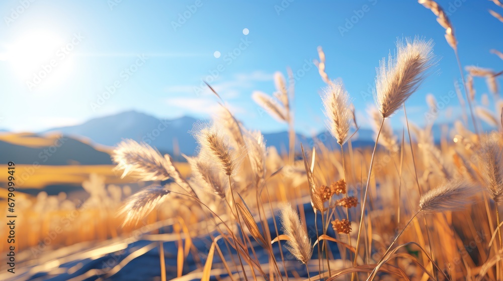 Fototapeta premium Beauty Meadow Abstract Natural Backgrounds, HD, Background Wallpaper, Desktop Wallpaper