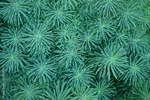 Wallpaper Mural symmetrical abstract top photo of green grass, symmetrical grass pattern close up  Torontodigital.ca