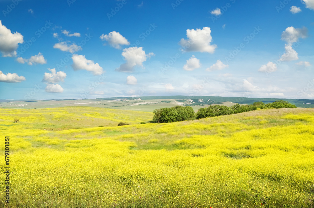 Obraz premium Summer blossoming fields