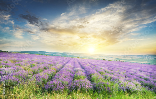 Meadow of lavender.