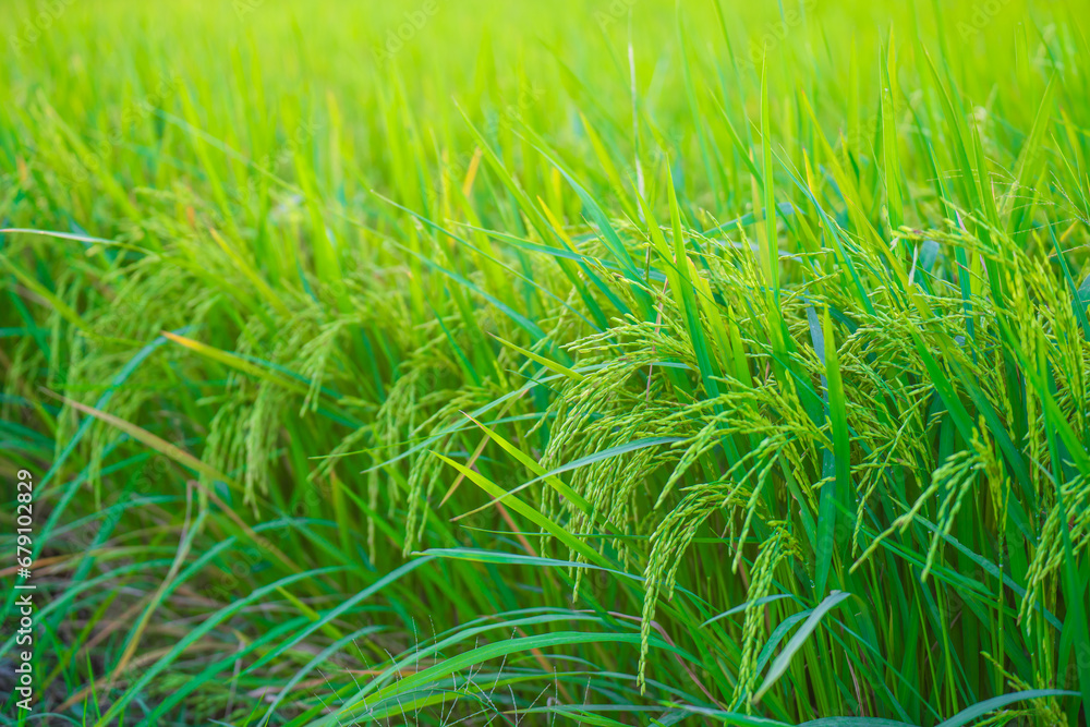 male farmer holding a tablet in hand Standing in the rice fields looking for information on rice production, Ears of rice in a rice field in Thailand. male farmer holding a tablet in hand Standing in the rice fields looking for information on rice production, Ears of rice in a rice field in Thailand.