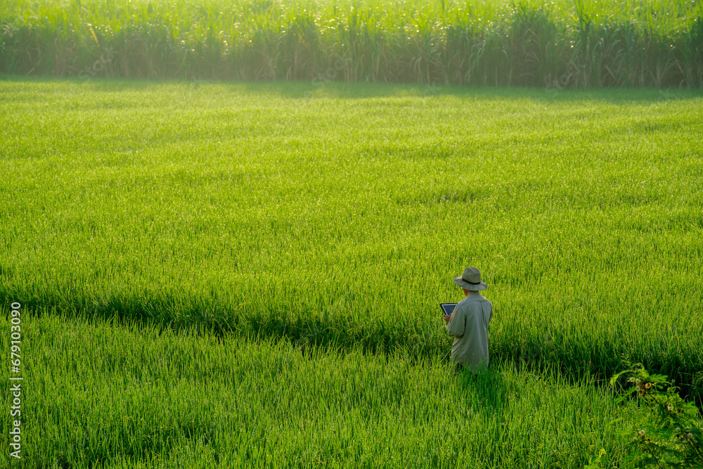 male farmer holding a tablet in hand Standing in the rice fields looking for information on rice production, Ears of rice in a rice field in Thailand. - obrazy, fototapety, plakaty 