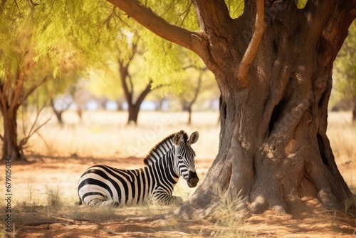 a zebra sheltering under a tree in bright sunlight