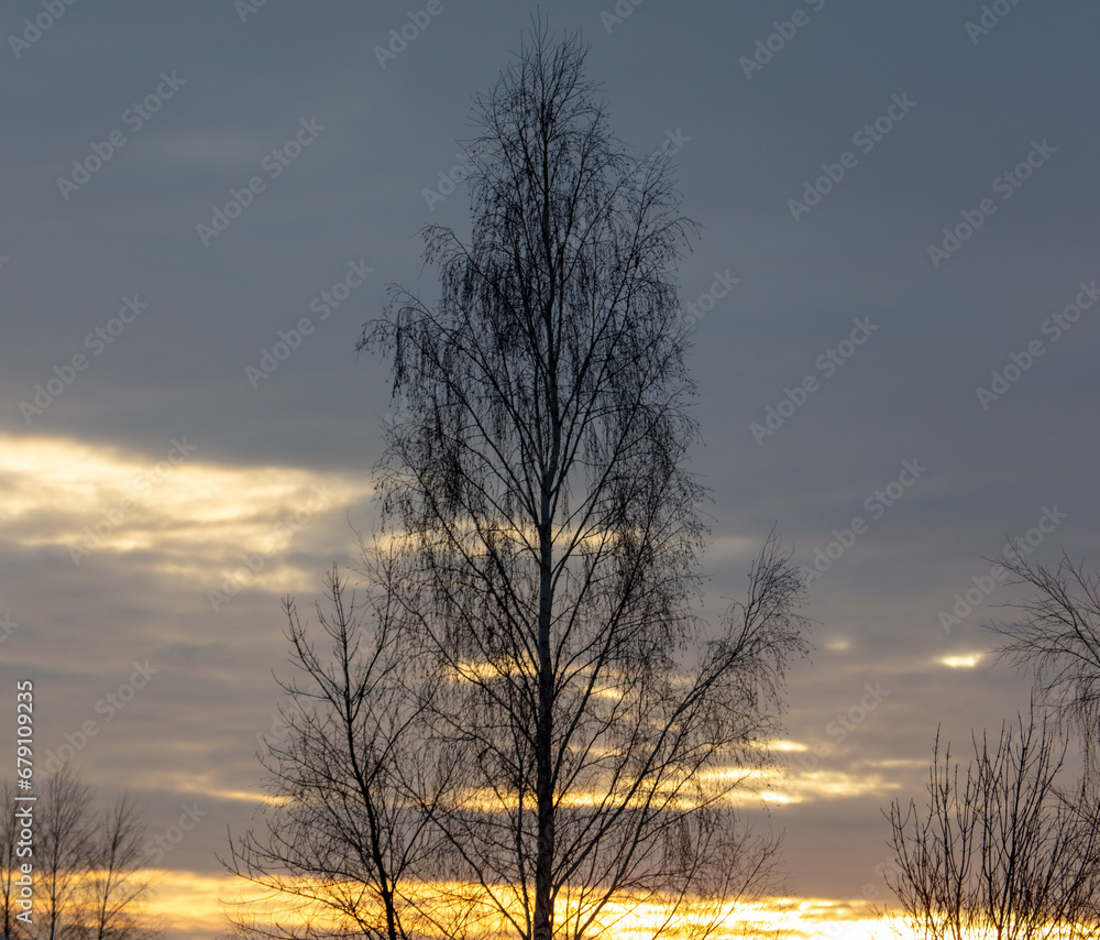 Bare tree branches at sunset in winter
