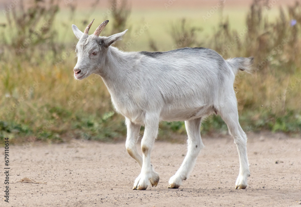 A goat walks along a dirt road to a pasture