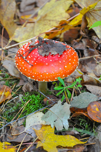 Amanita mushroom among the leaves in the autumn forest. Quality image for your project
