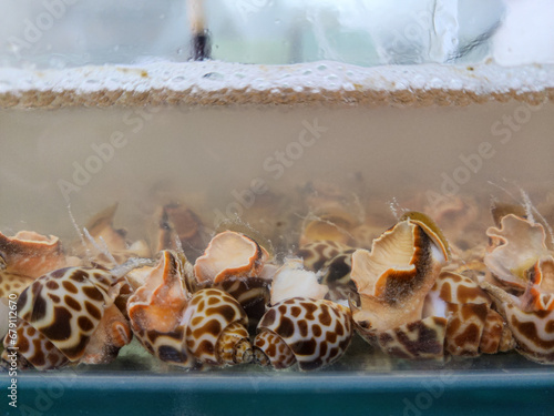 flower sea snail or kerang macan photo