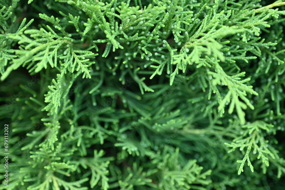 green branches of thuja close-up, green branches of evergreen tree macro, background green juniper branches texture ripe blue berries close-up gradient turquoise color fragrant spice in nature
green branches of thuja close-up, green branches of evergreen tree macro, background green juniper branches texture ripe blue berries close-up gradient turquoise color fragrant spice in nature