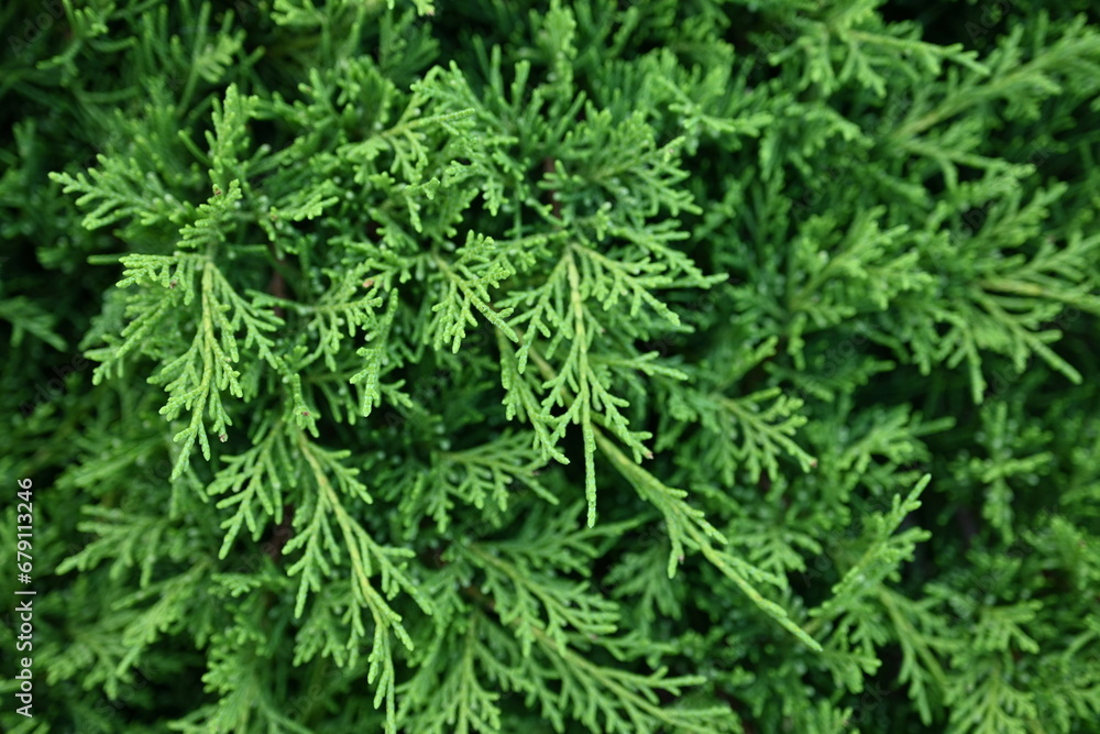green branches of thuja close-up, green branches of evergreen tree macro, background green juniper branches texture ripe blue berries close-up gradient turquoise color fragrant spice in nature
green branches of thuja close-up, green branches of evergreen tree macro, background green juniper branches texture ripe blue berries close-up gradient turquoise color fragrant spice in nature