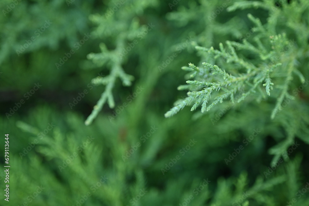 macro green juniper branch, macro green juniper branch,