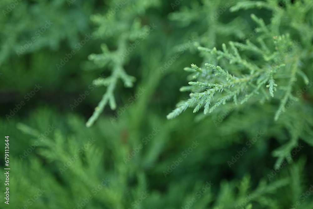 macro green juniper branch, 