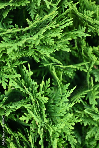 green branches of thuja close-up, green branches of evergreen tree macro, background green juniper branches texture ripe blue berries close-up gradient turquoise color fragrant spice in nature 