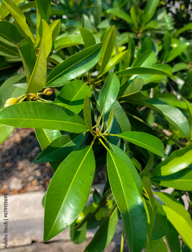 Selective focus. Sapodilla plants that are growing vigorously. Fresh fruit for healthy. Sapodilla tree with green leaves.
Selective focus. Sapodilla plants that are growing vigorously. Fresh fruit for healthy. Sapodilla tree with green leaves.