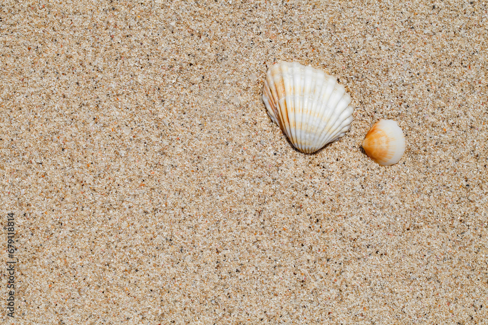 Flaps of seashells on yellow beach sand, close-up, top view Flaps of seashells on yellow beach sand, close-up, top view