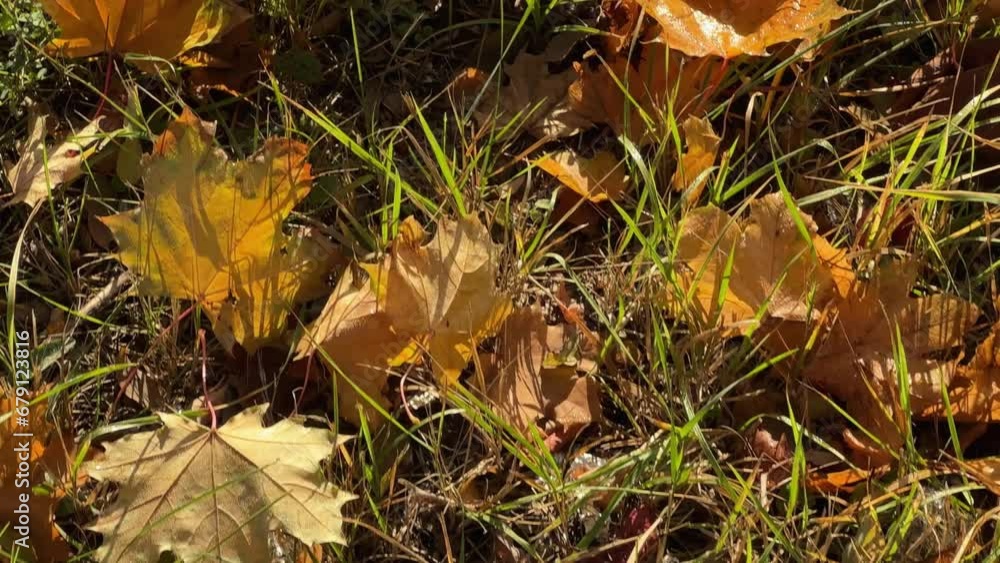 Fallen maple leaves on grass in autumn sunny morning Fallen maple leaves on grass in autumn sunny morning