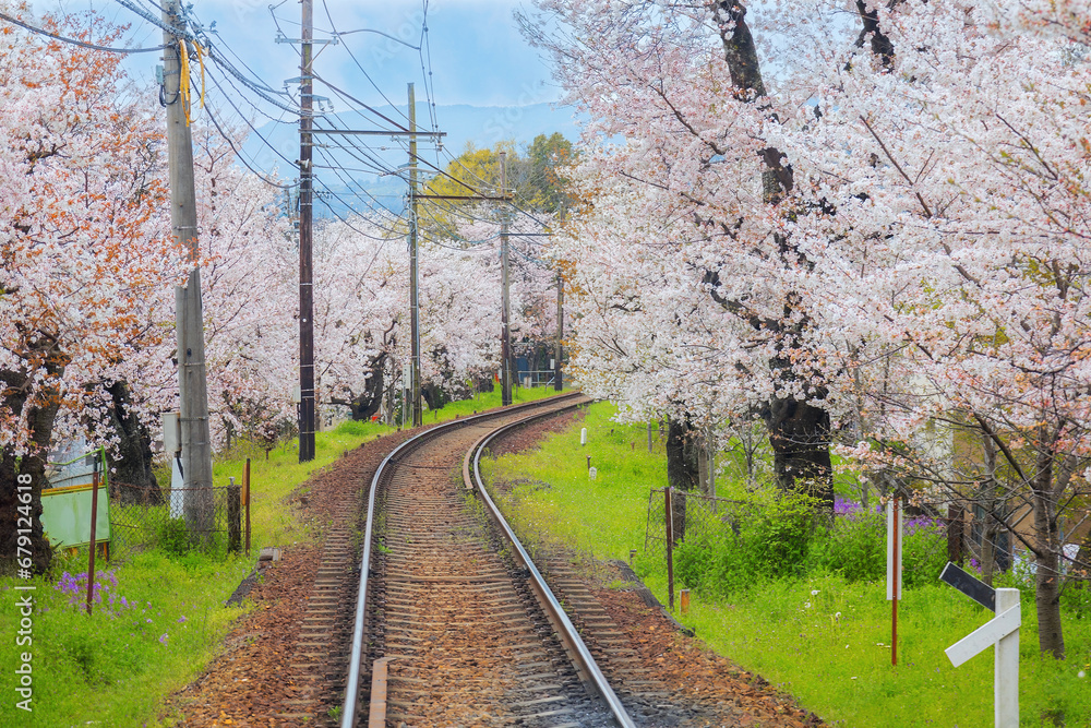 Fototapeta premium Kyoto, Japan - March 31 2023: Keifuku Tram is operated by Keifuku Electric Railroad. It consists of two tram lines and it's one of the best cherry blossom spots in the west of Kyoto city