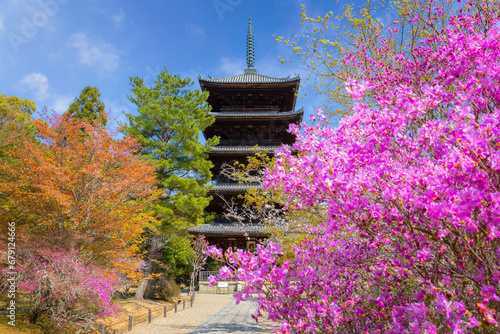 Kyoto, Japan - March 31 2023: Ninnaji is one of Kyoto's great temples listed as World Heritage Sites famous for Omuro Cherries, late blooming cherry trees. photo