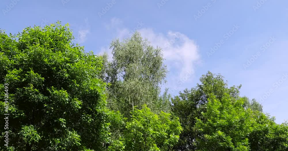 beautiful foliage of trees in a mixed forest with green foliage, beautiful green foliage of park trees in sunny weather beautiful foliage of trees in a mixed forest with green foliage, beautiful green foliage of park trees in sunny weather