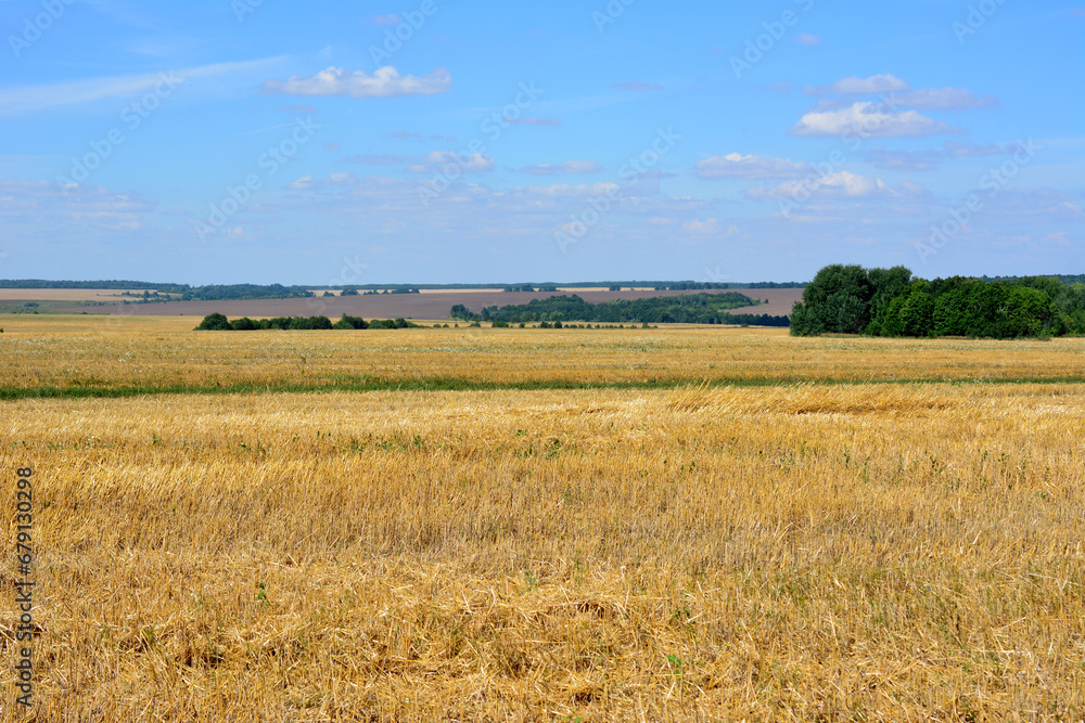 golden wheat field in the valley with blue sky copy space