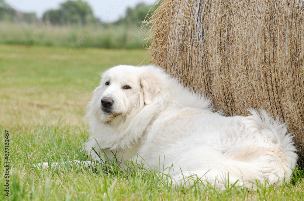 Fototapeta premium great pyrenees lying on stubble field