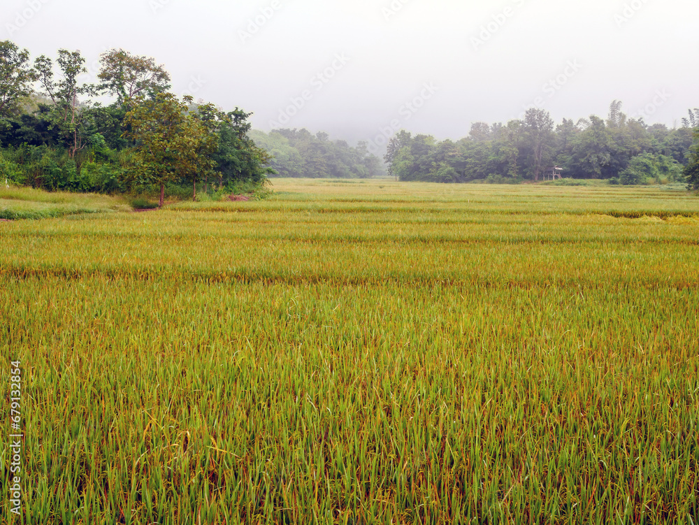 Rice fields with rice grains near being harvested with mist and soft sunlight in the morning.Farm paddy and agriculture concept.