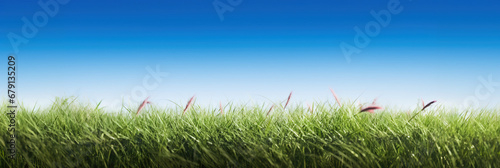 Close-up at ground level grass blades in field photo