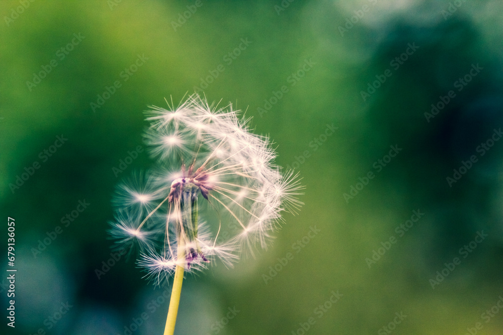 Light airy white dandelion flower