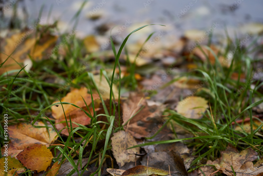 Lakeside strewn with fallen leaves. Concept of golden fall. Lakeside strewn with fallen leaves. Concept of golden fall.