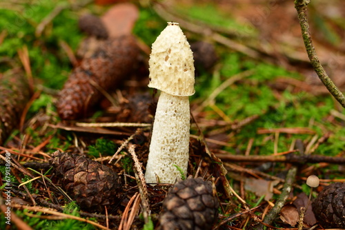 Morel mushroom in german Forest Odenwald