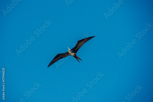 Frigate bird flying on the sky background in Baja California Sur Mexico photo