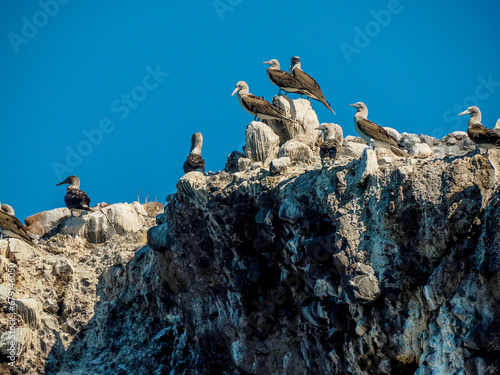 Blue-footed Booby (Sula nebouxii) on rocks, coming from Galapagos Islands, Ecuador to Baja California Sur, Mexico photo