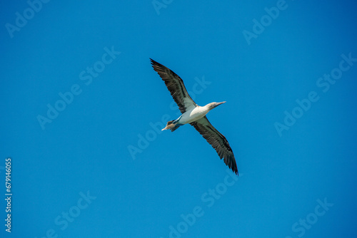 Flying Blue-footed Booby (Sula nebouxii) on rocks, coming from Galapagos Islands, Ecuador to Baja California Sur, Mexico