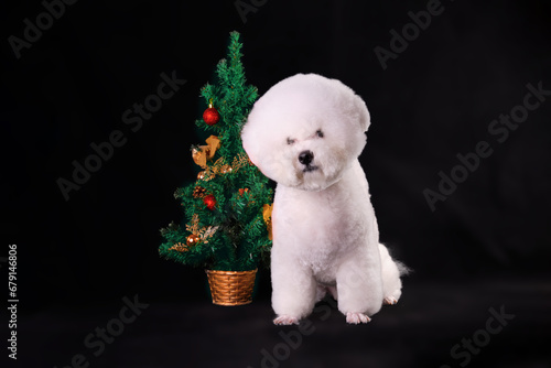 Cute white dog bichon frise sitting on a black background next to a toy Christmas tree