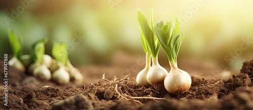 Freshly harvested organic garlic with roots collected in a garden Copy space image Place for adding text or design photo
