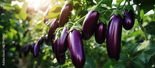 Growing ripe eggplants in an agricultural greenhouse Copy space image Place for adding text or design photo