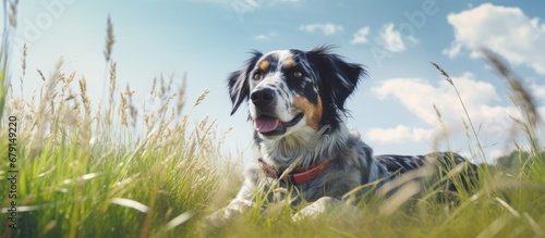Glamour style photo of male and female dogs lying in tall grass looking at the camera with blue sky and clouds in the background Suitable for pet advertising Copy space image Place for adding t photo