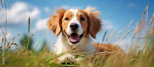 Glamour style photo of male and female dogs lying in tall grass looking at the camera with blue sky and clouds in the background Suitable for pet advertising Copy space image Place for adding t photo