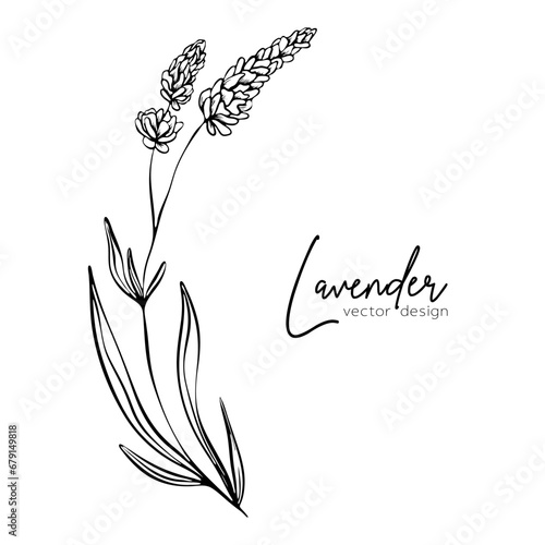 Botanical line illustration of a lavender branch for wedding invitation and cards, logo design, web, social media and posters template. Elegant minimal style floral vector isolated.	