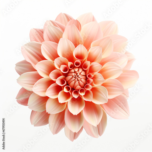 Normal flower element isolated on white background