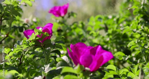 Wallpaper Mural rosehip bush with red flowers in spring, red rosehip flowers in sunny spring weather Torontodigital.ca