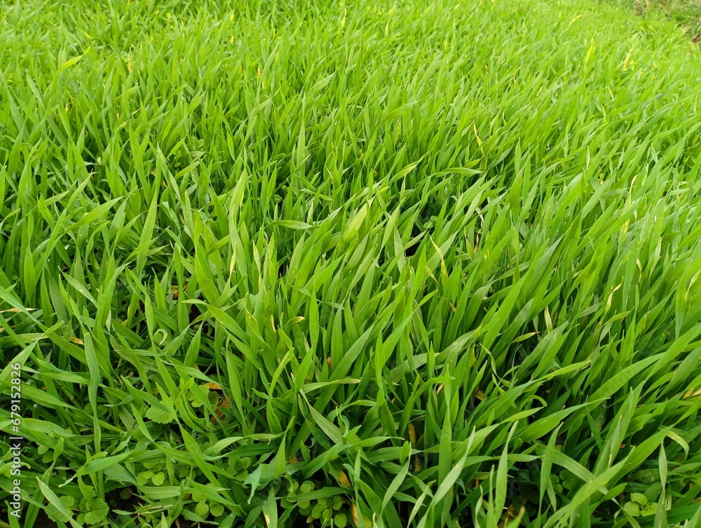 The texture of a green field sown with winter wheat that has grown thickly. Beautiful background of fresh grass. The texture of a green field sown with winter wheat that has grown thickly. Beautiful background of fresh grass.