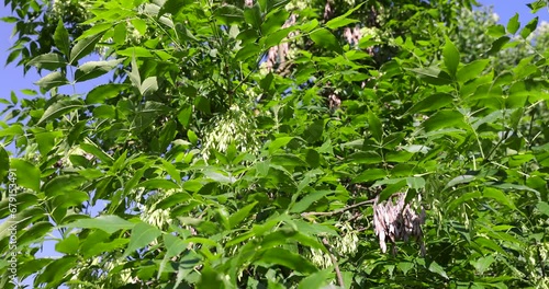 Wallpaper Mural beautiful foliage ash tree with green foliage, beautiful foliage ash tree in sunny weather Torontodigital.ca