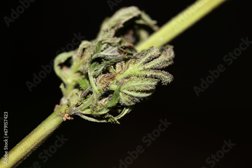 Fresh medical marijuana isolated close up background therapeutic cannabis bud purple haze botanical high quality big size instant printings stock photography