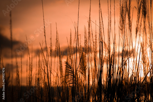Silhouette of grass field at sunset in the evening time.