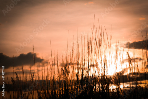 Silhouette of grass on sunset background. Selective focus.