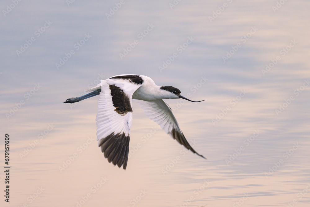 A Pied Avocet flying low over water